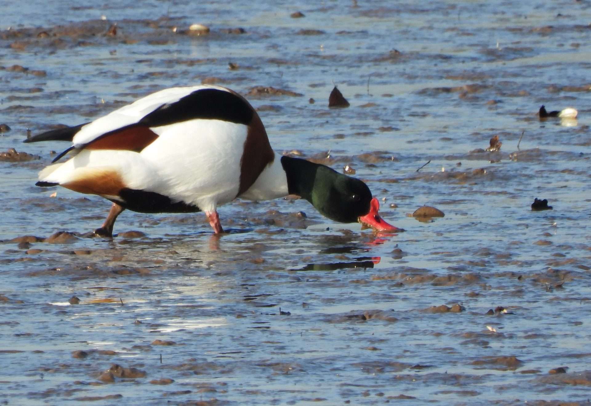 Shelduck by Kenneth at Combe cellars