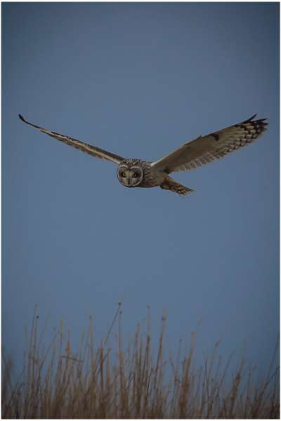 Short Eared Owl by Robert Barker at 5 miles north of South Molton