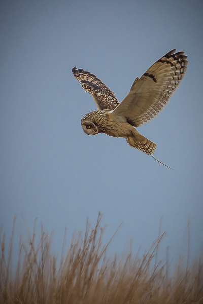 Short Eared Owl by Robert Barker at 5 miles north of South Molton
