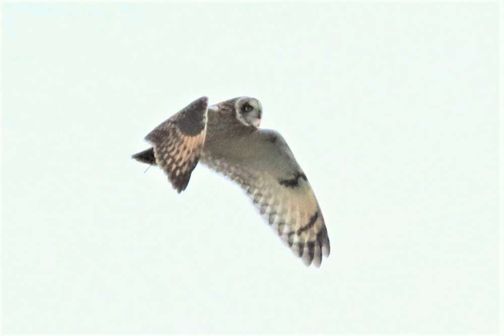 Short-eared Owl by David Batten at Exminster Marshes
