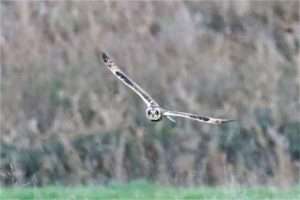 Short-eared Owl at Exminster Marshes by David Batten on November 22 2022