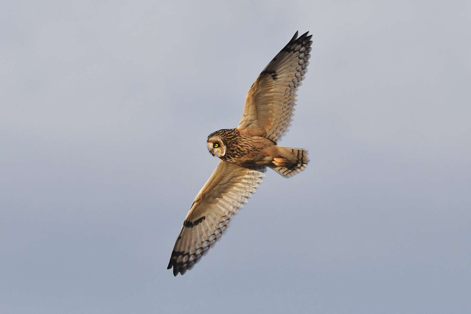 Short-eared Owl by Tom Wallis at North Devon