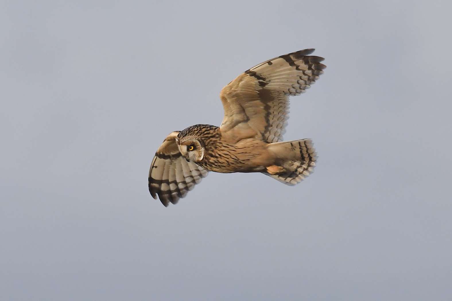 Short-eared Owl by Tom Wallis at North Devon
