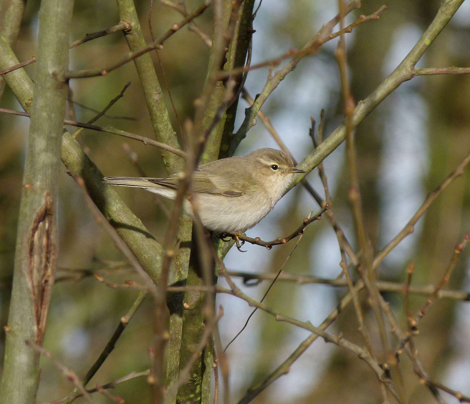 Siberian Chiffchaff by Mike Langman at Clennon Valley