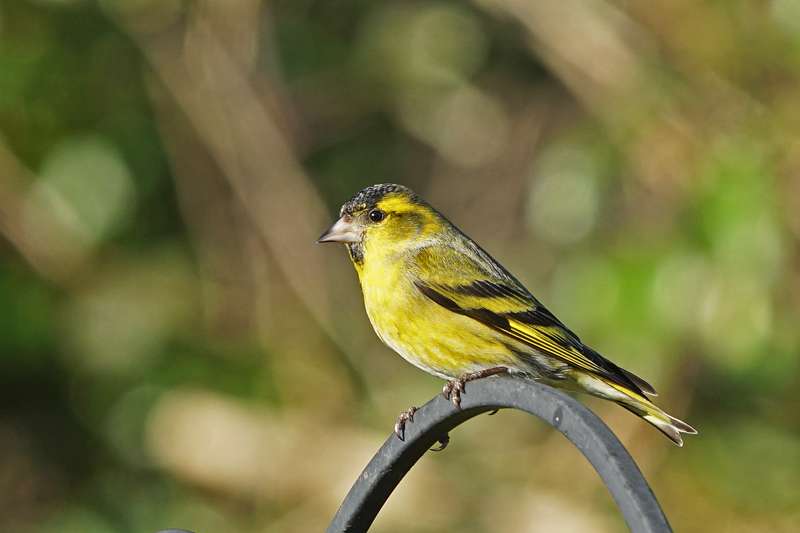 Siskin by Keith Mcginn at bishopsteignton