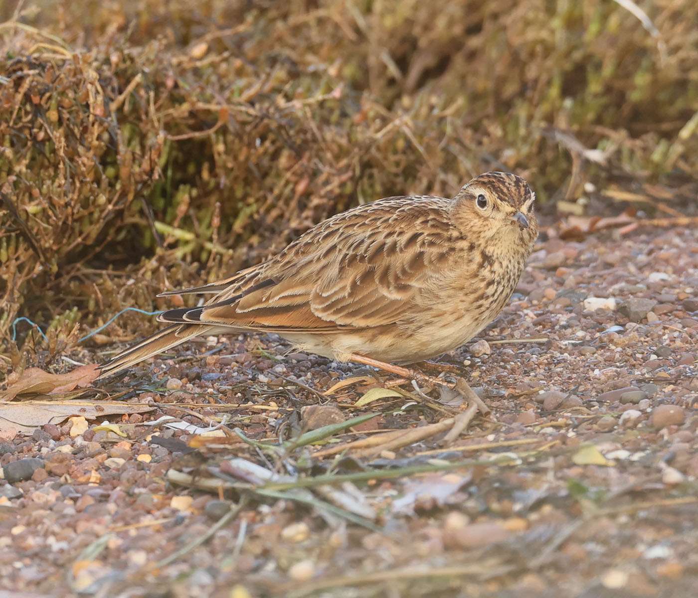 Skylark by Steve Hopper at Dawlish Warren NR