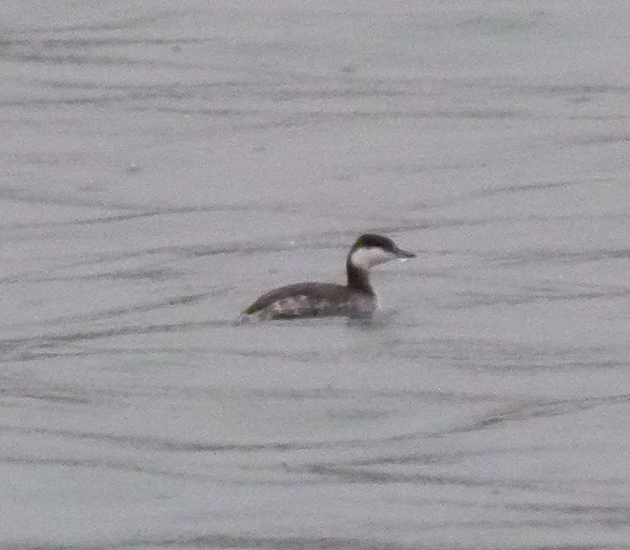 Slavonian Grebe at Broadsands by Mike Langman - Devon Birds