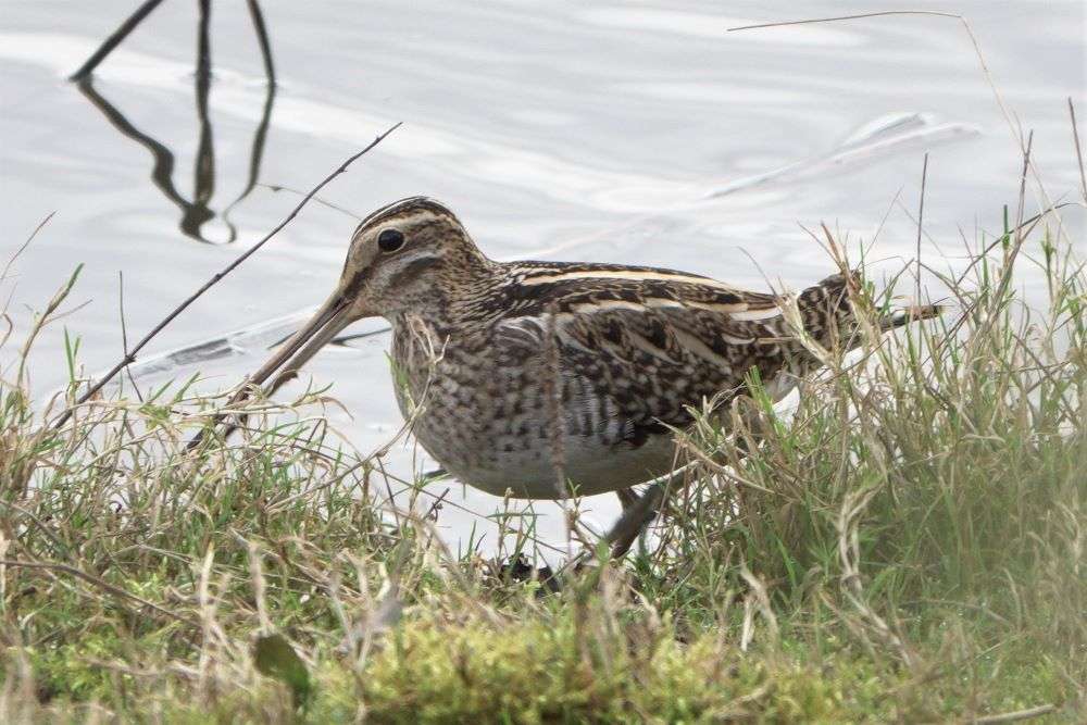 Snipe by John Reeves at Bowling Green Marsh RSPB Reserve