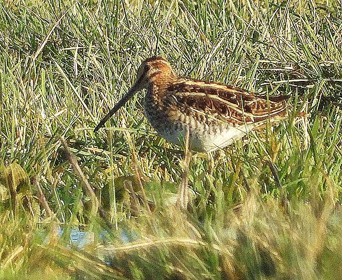 Snipe at Exminster marshes RSPB by Kenneth Bradley - Devon Birds