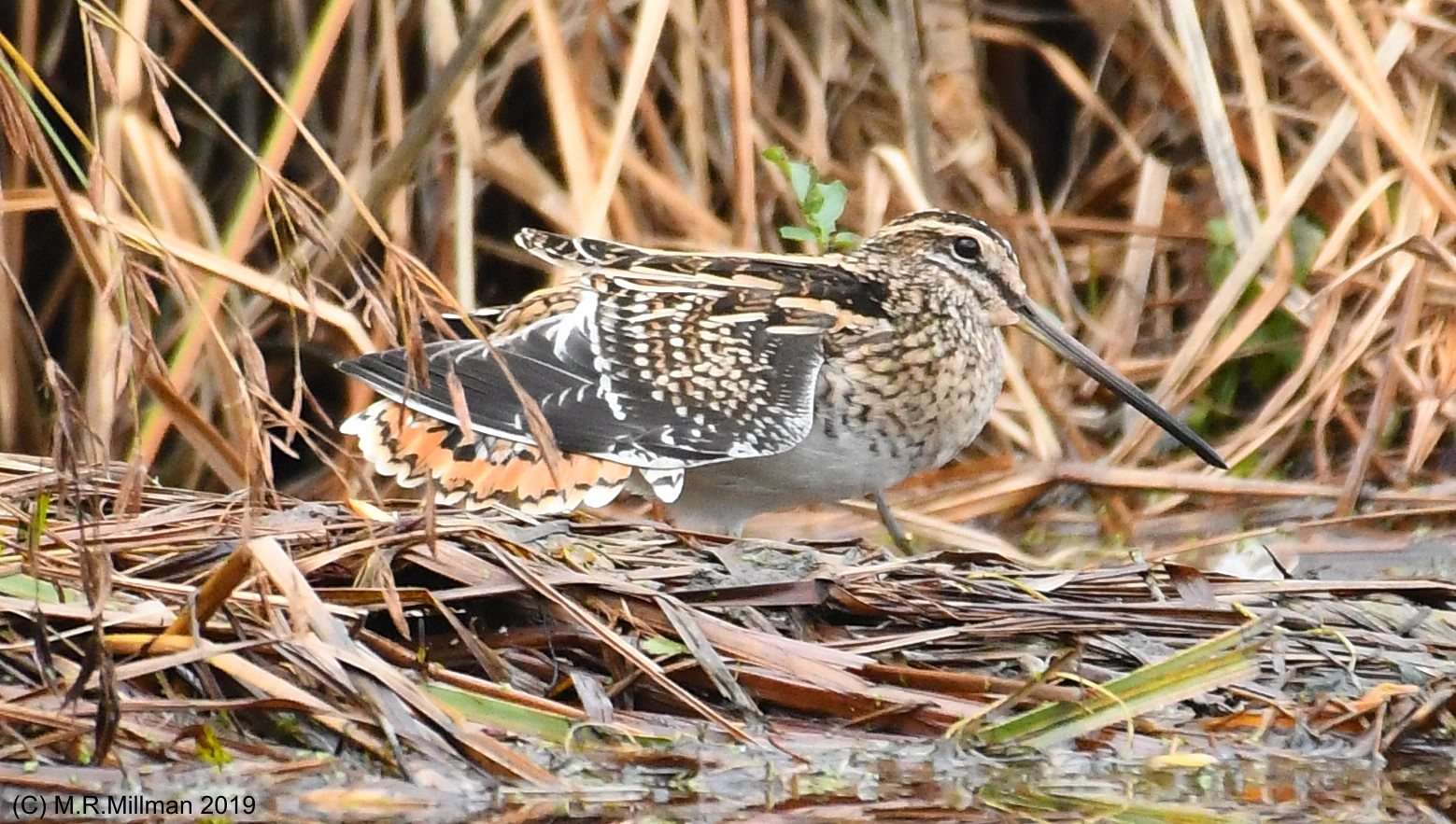 Snipe by ON BEHALF of MarcMILLMAN at Clennan Valley