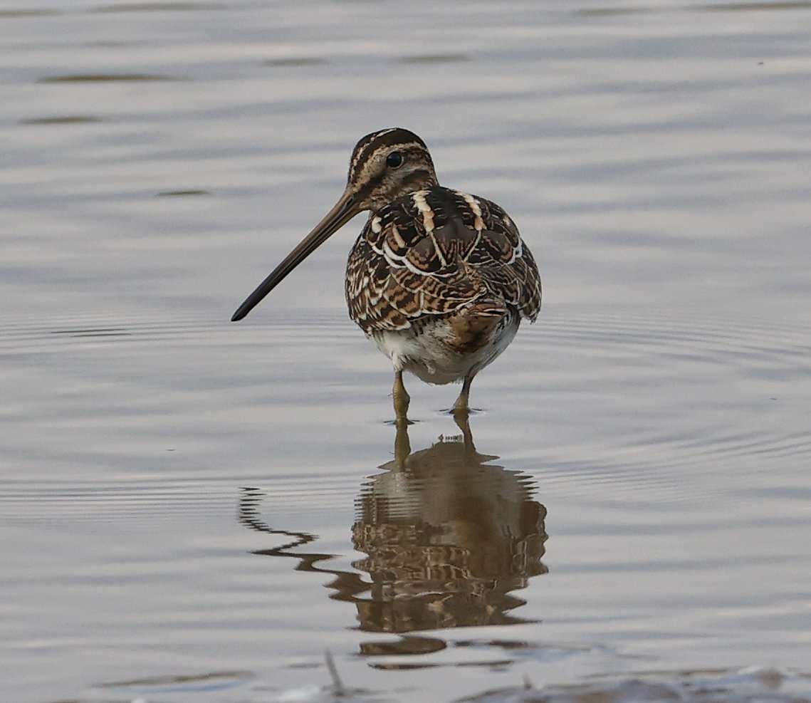 Snipe by Steve Hopper at RSPB Bowling Green Marsh