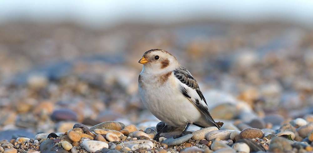 Snow Bunting by Adrian Maurice James Davey at Slapton