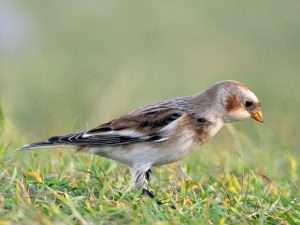 Snow Bunting at Northam Burrows by Barry Edwards on November 11 2022