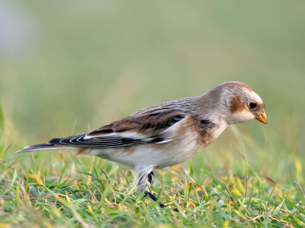 Snow Bunting by Barry Edwards at Northam Burrows