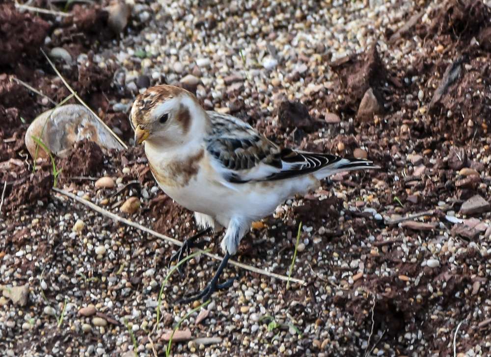 Snow Bunting by Dave Easter at Star Cross
