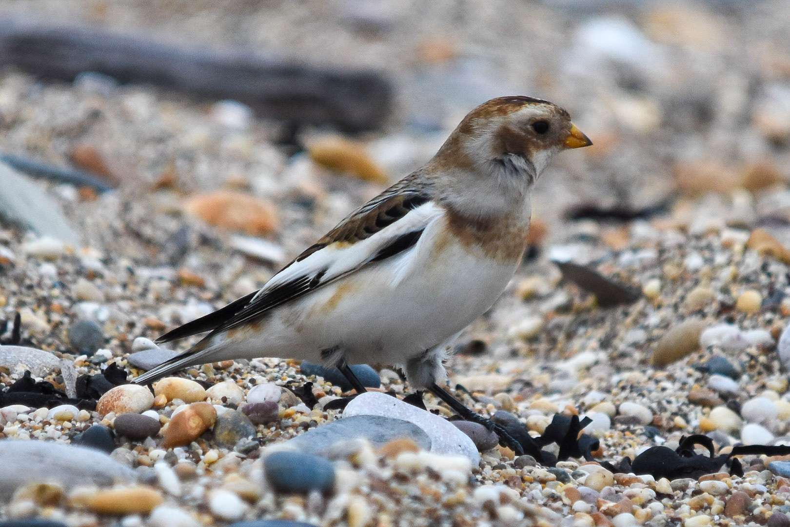 Snow Bunting by Duncan Leitch at Slapton