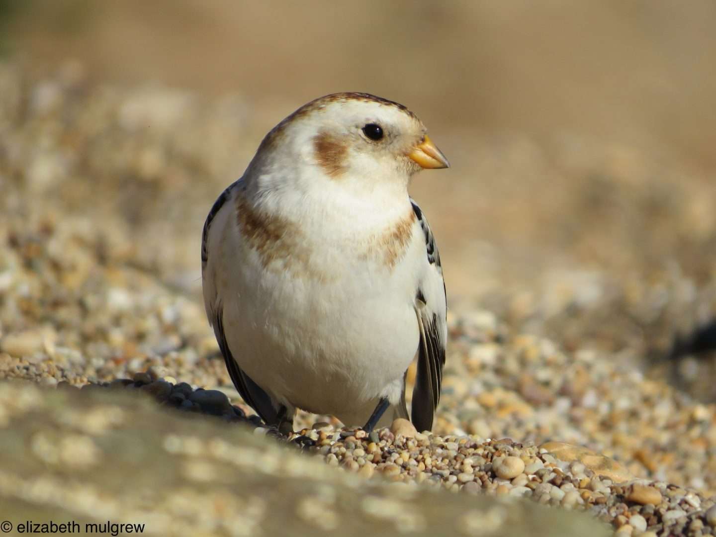 Snow Bunting by Elizabeth Mulgrew at Slapton Sands