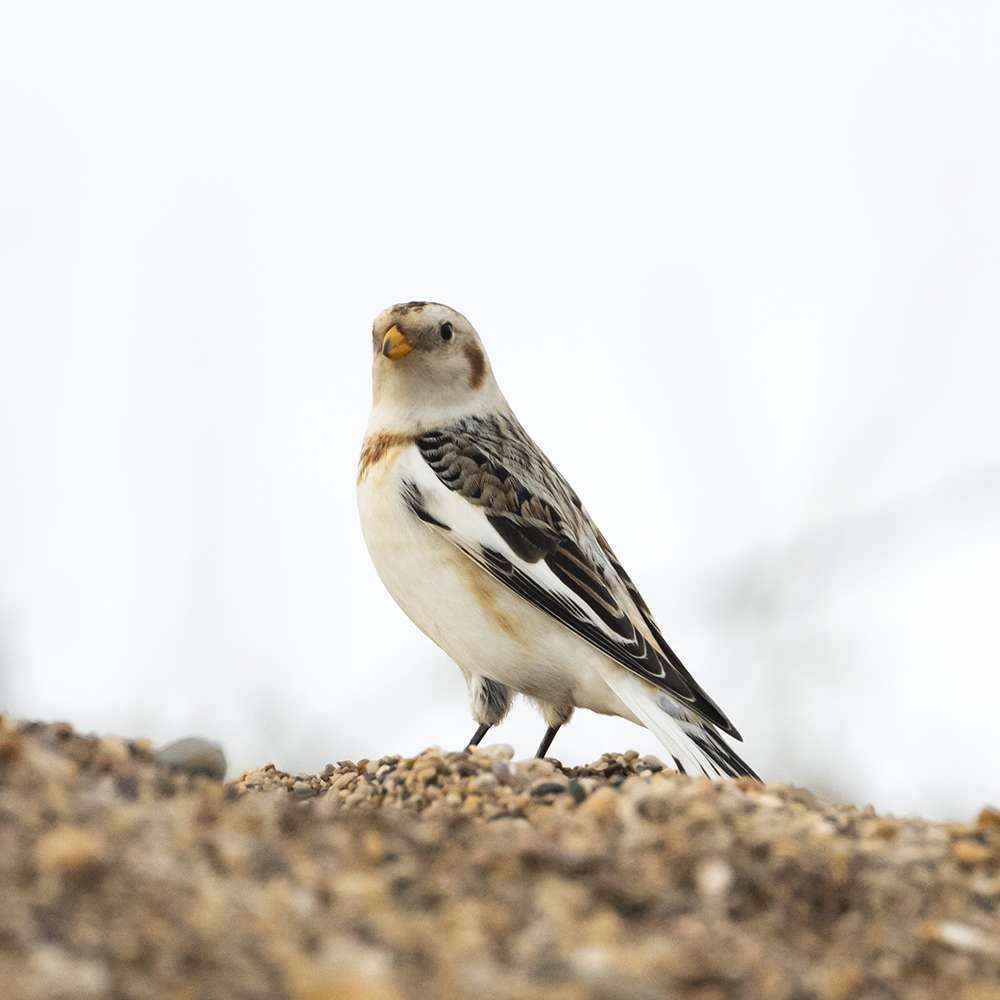 Snow Bunting by Nick de Cent at Slapton