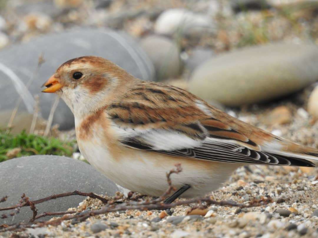 Snow Bunting by Phil and Sue Naylor at Northam Burrows