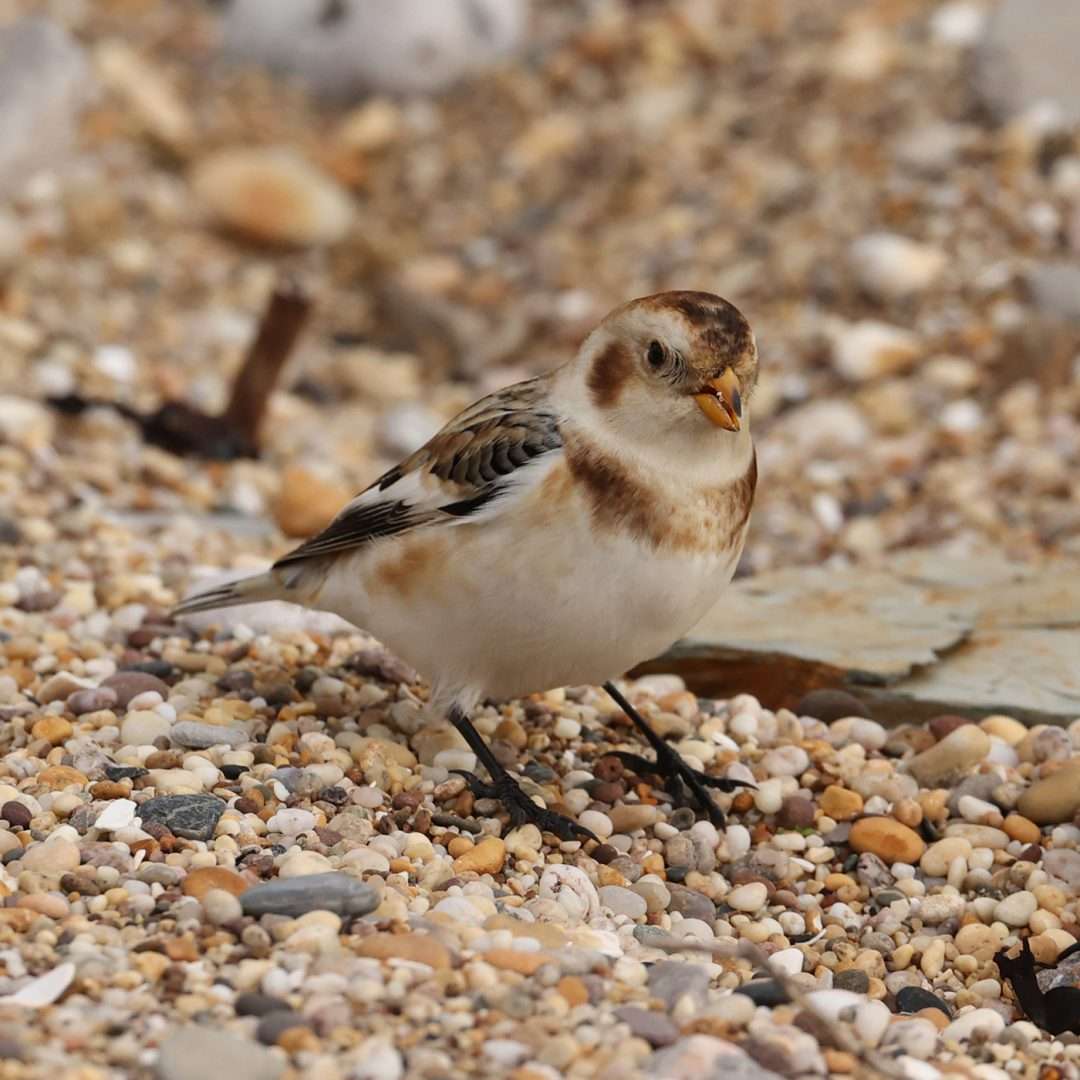 Snow Bunting by Steve Hopper at Slapton