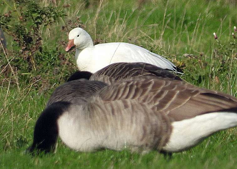 Snow Goose by Kenneth Bradley at Exminster marshes RSPB