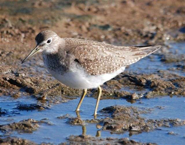 Solitary Sandpiper by Pat Mayer at Black Hole Marsh