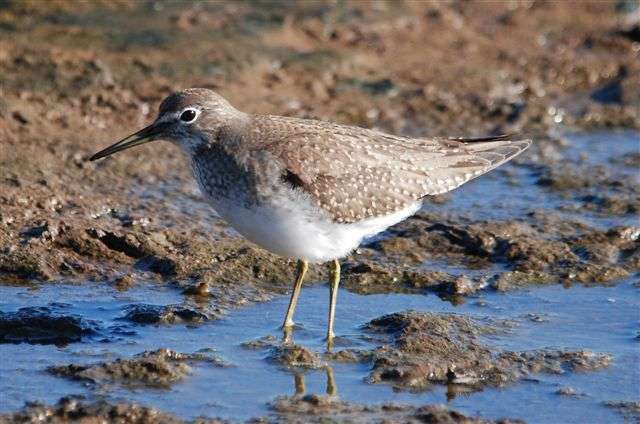 Solitary Sandpiper by Pat Mayer at Black Hole Marsh
