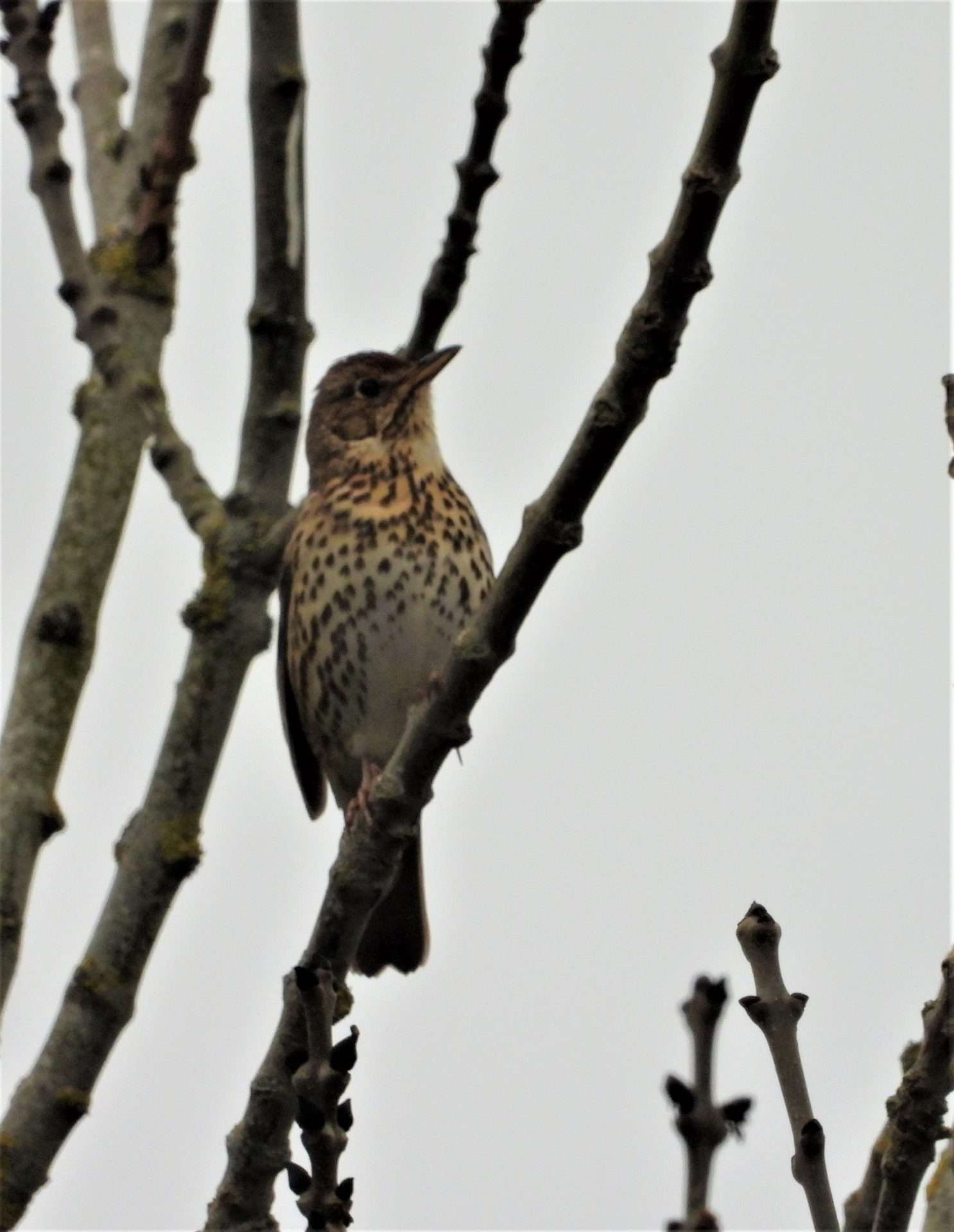 Song Thrush by Kenneth Bradley at Haccombe