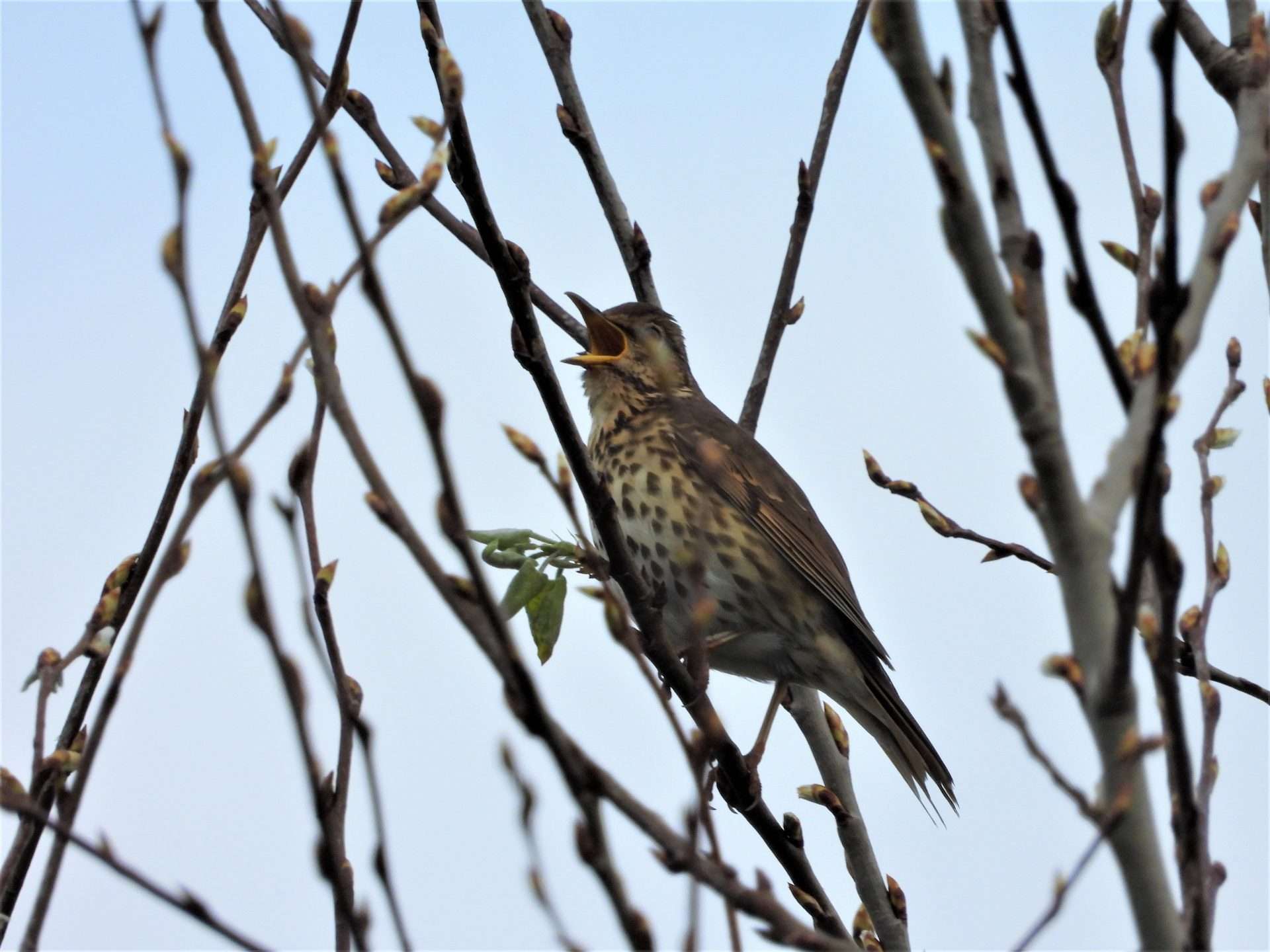 Song Thrush by Kenneth Bradley at Matford Marshes RSPB