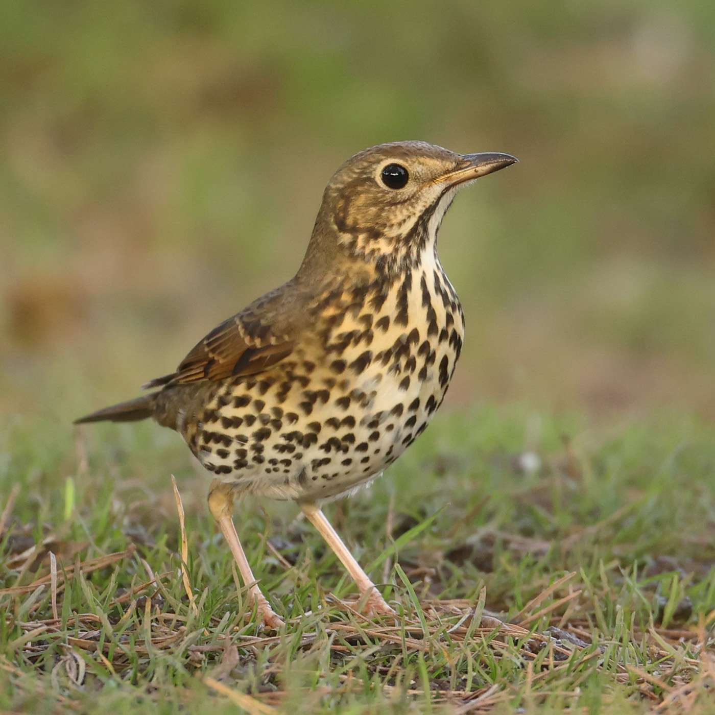 Song Thrush at Haldon by Steve Hopper - Devon Birds