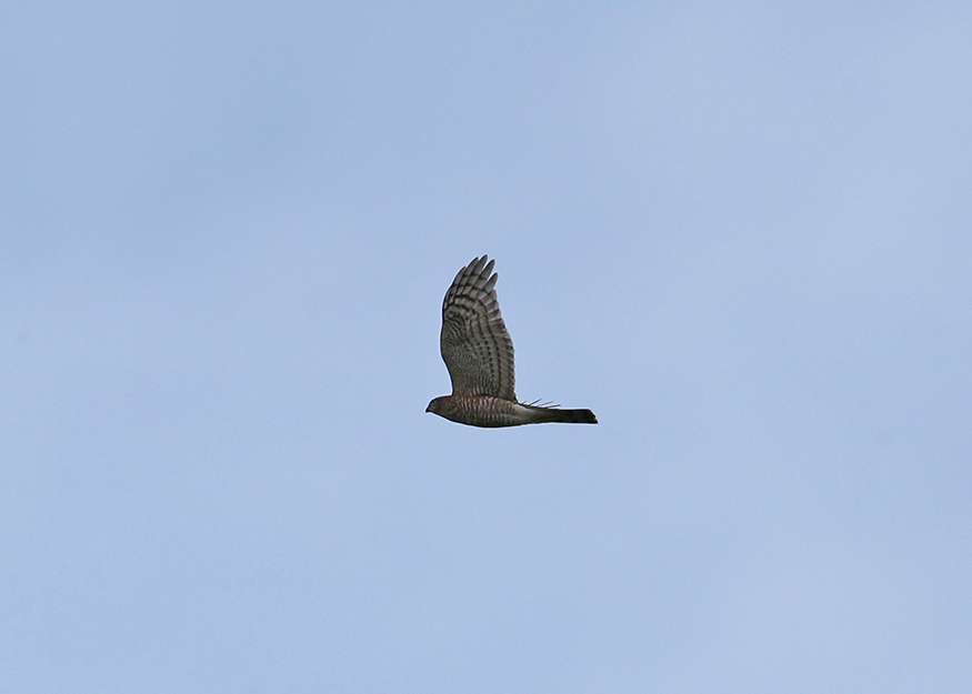 Sparrow Hawk by Steve Hopper at S