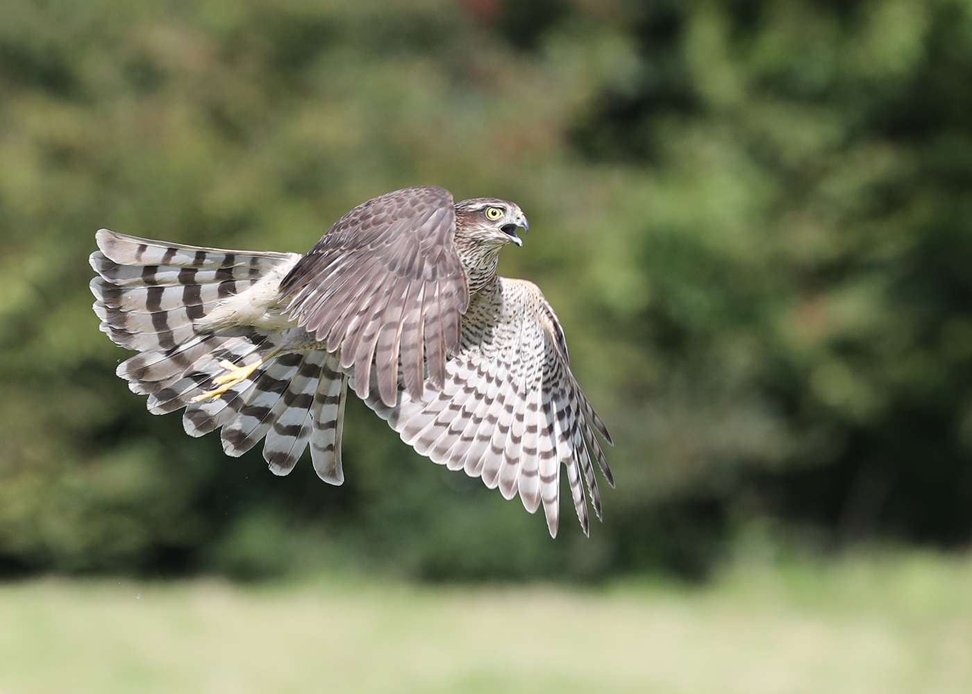 Sparrow hawk by Steve Hopper at South Brent