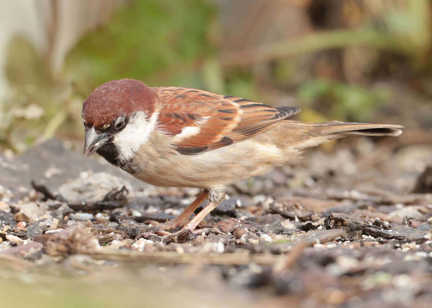 Sparrow sp by Steve Hopper at South Brent