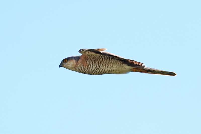 Sparrowhawk by Keith McGinn at bishopsteignton
