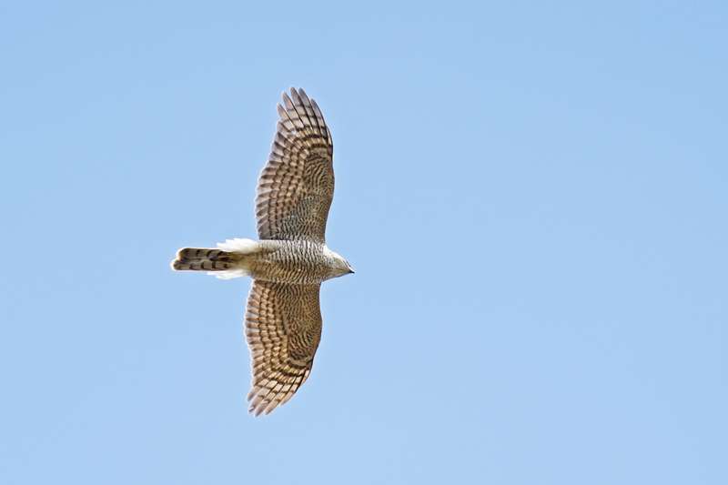 Sparrowhawk by Keith Mcginn at Bovey Tracey