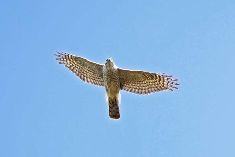Sparrowhawk by Keith Mcginn at Bovey Tracey