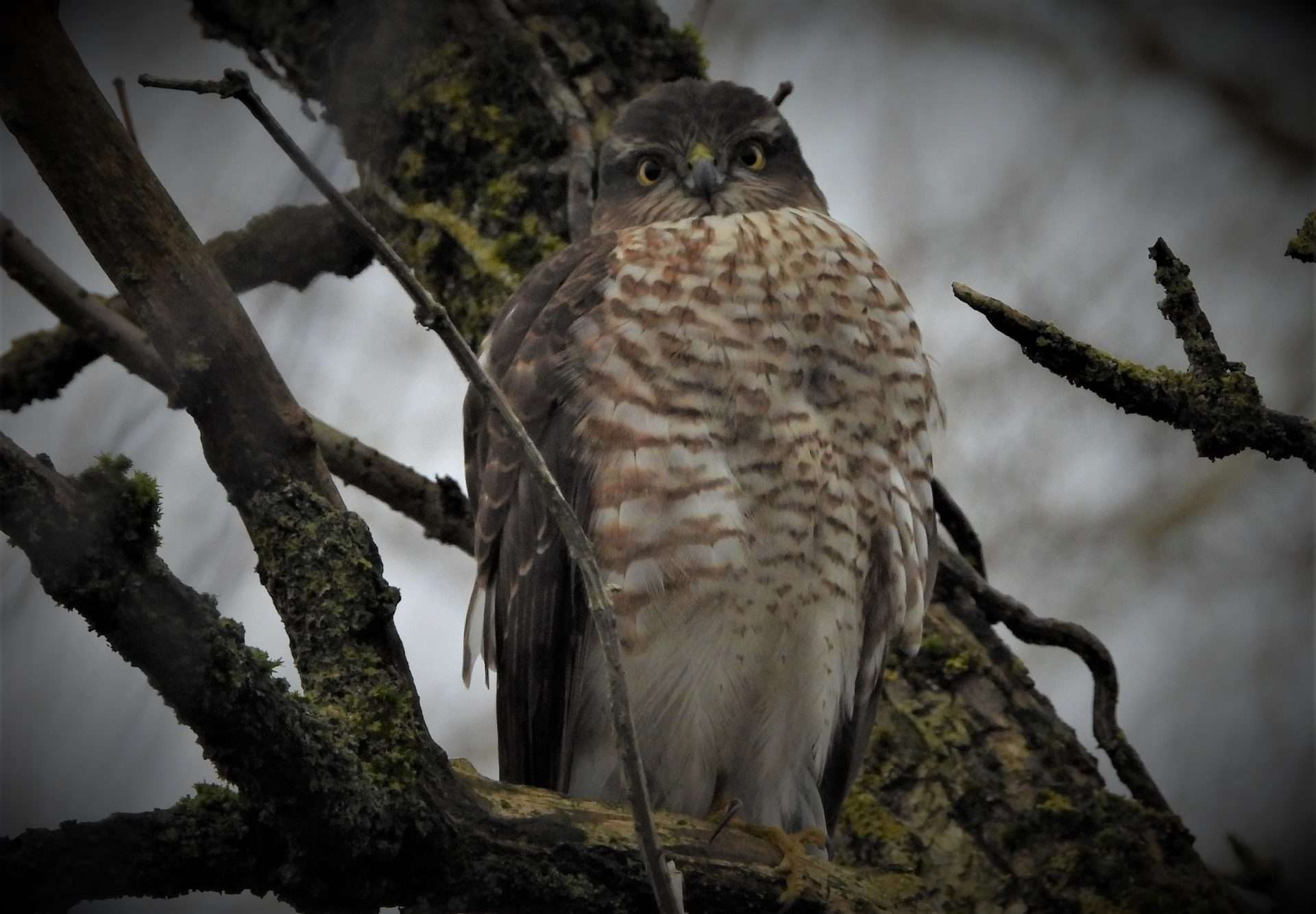 Sparrowhawk by Kenneth Bradley at Matford Marshes RSPB