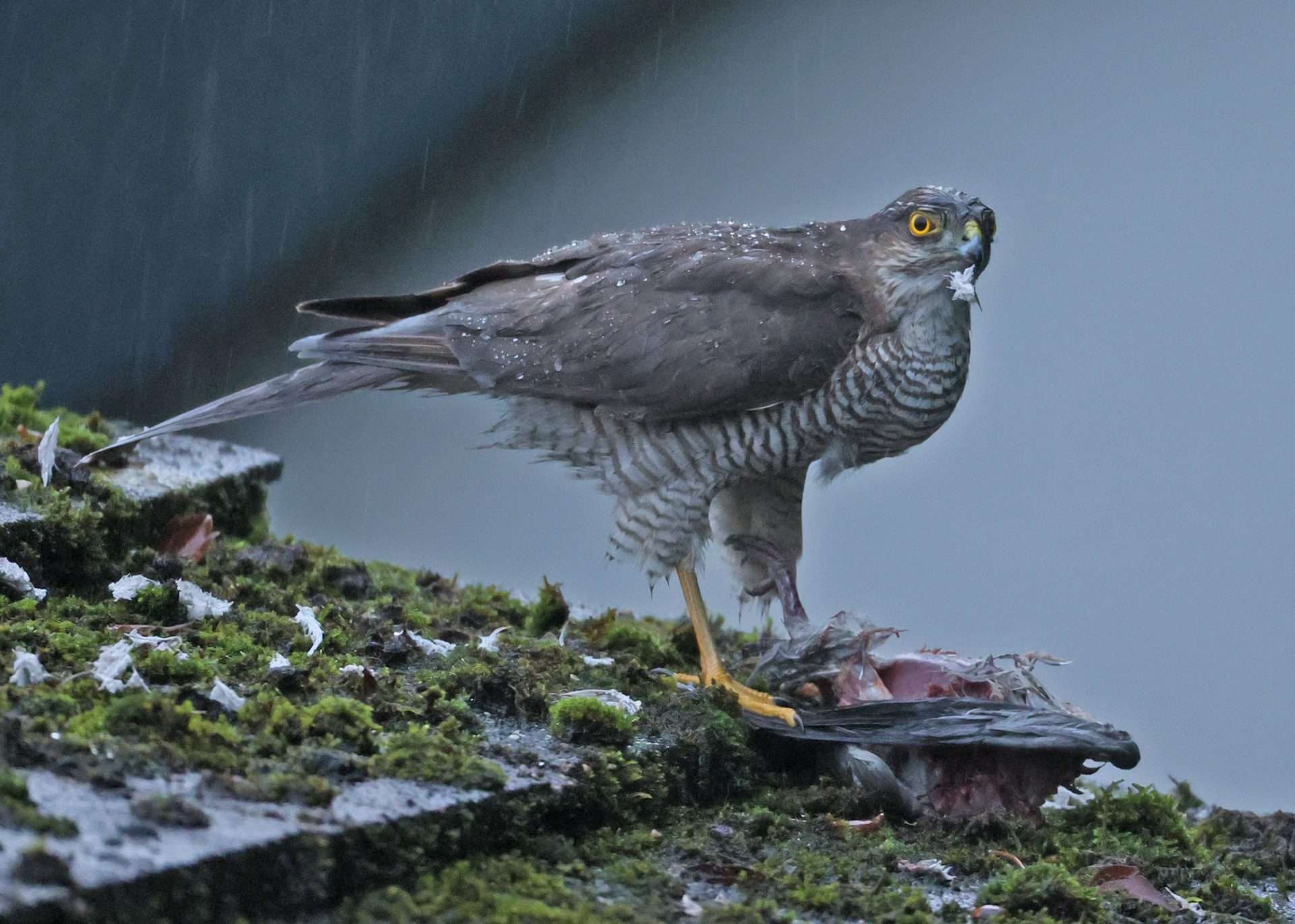 Sparrowhawk by Steve Hopper at South Brent