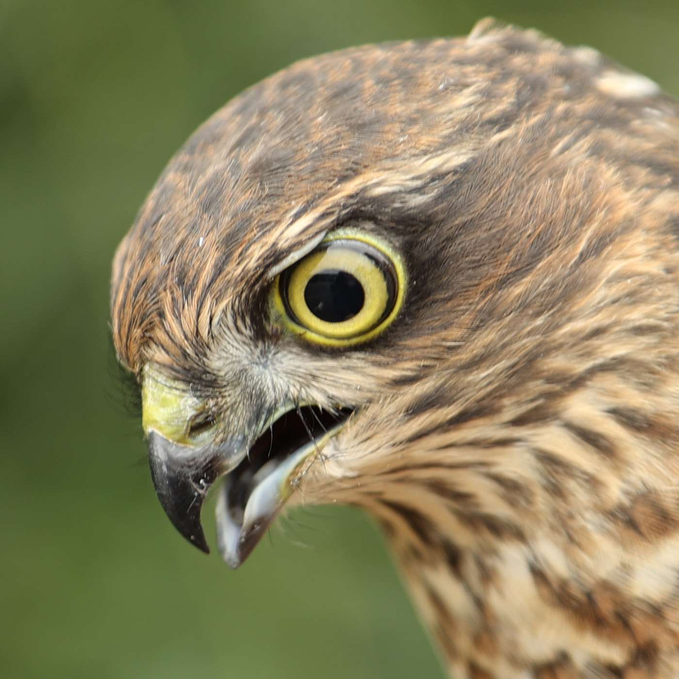 Sparrowhawk by Steve Hopper at South Brent