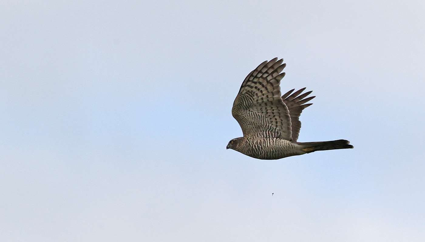 Sparrowhawk by Steve Hopper at Starcross