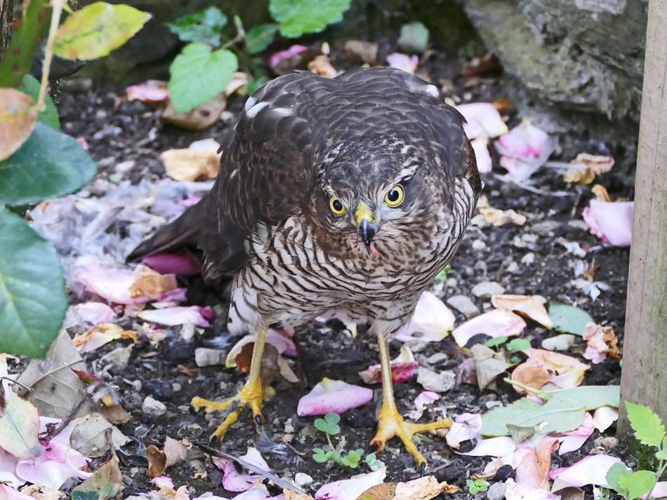 Sparrowhawk (juv) by Derek Stacey at Chambercombe