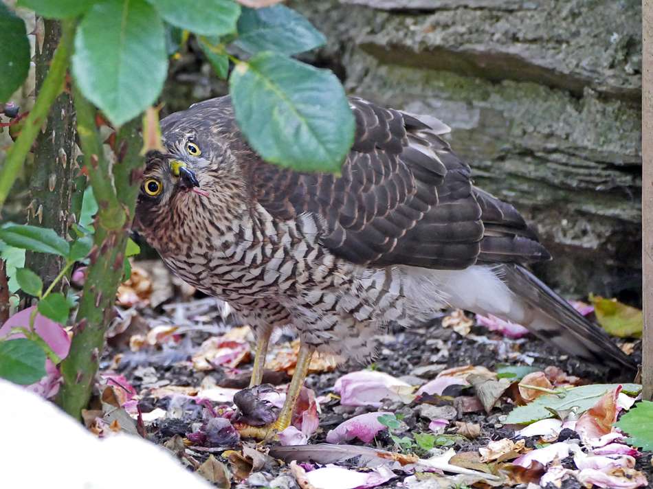 Sparrowhawk (juv) by Derek Stacey at Chambercombe