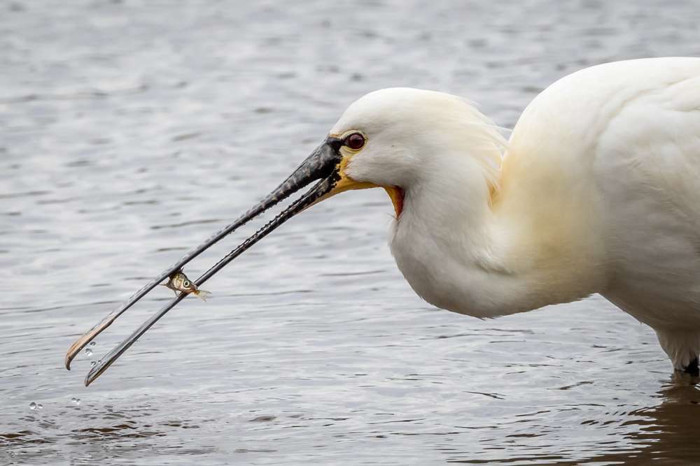 Spoonbill by Colin Scott at Bowling Green Marsh