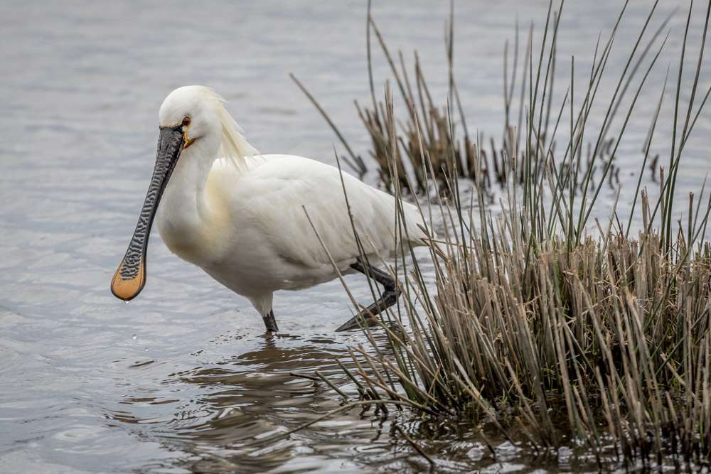 Spoonbill by Colin Scott at Bowling Green Marsh