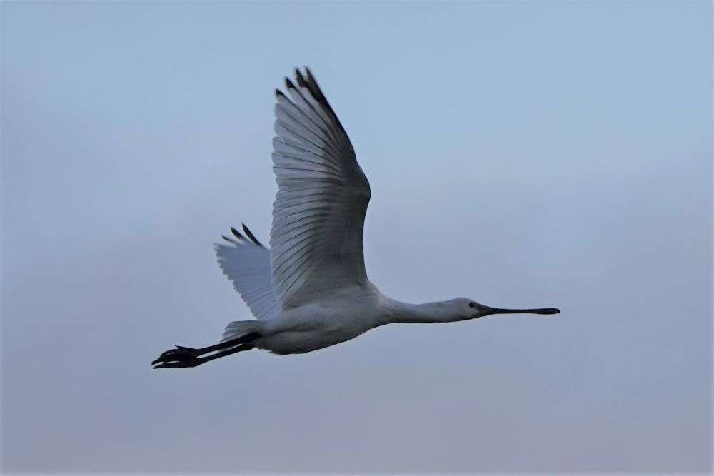 Spoonbill by John Reeves at Exmouth LNR