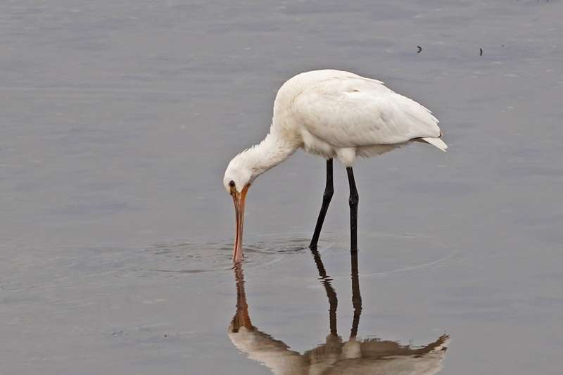 Spoonbill by Mr Keith McGinn at River Teign