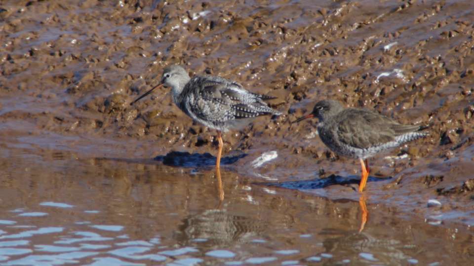 Spotted & Common Redshank by David Boult at Bowling Green Marsh