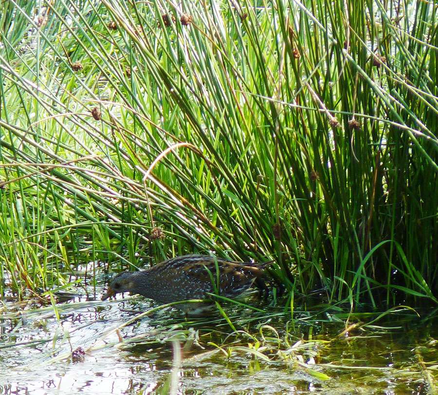 Spotted Crake by Steve Waite at Colyford Common