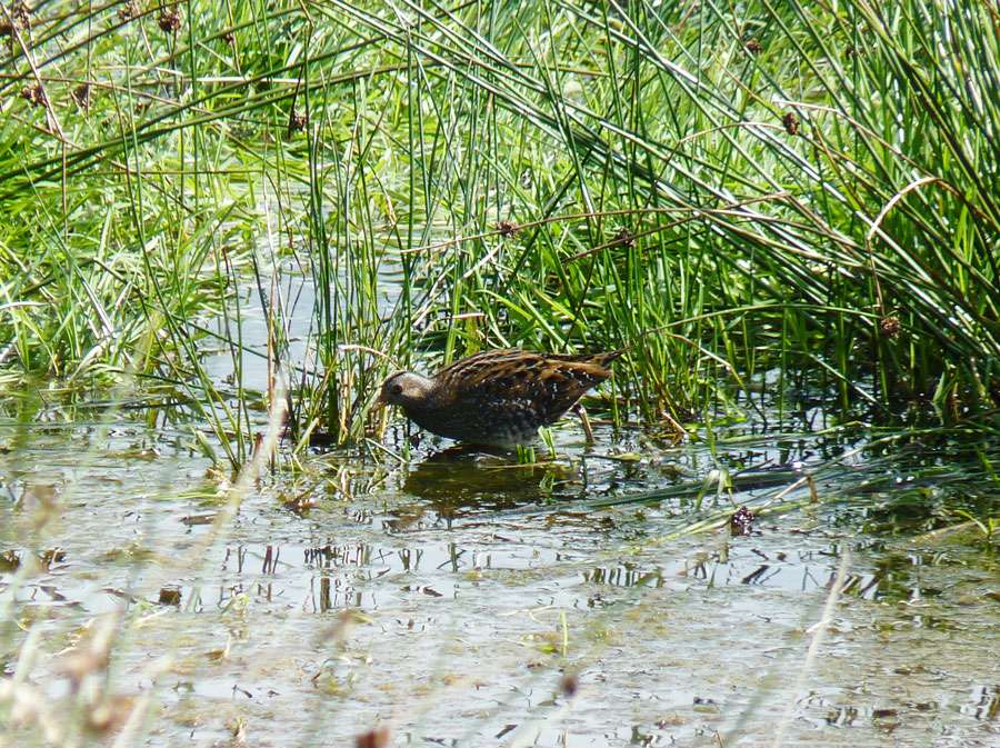 Spotted Crake by Steve Waite at Colyford Common