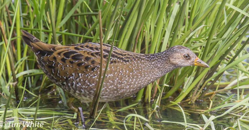Spotted Crake by Tim White at Stafford Marsh